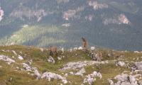 alta-via-dolomiti-4-0079-sercant-2012.jpg