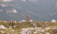 alta-via-dolomiti-4-0080-sercant-2012.jpg