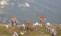 alta-via-dolomiti-4-0081-sercant-2012.jpg