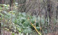 valle-lesine-0010-sercant-2013-.jpg