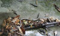 clue-da-la-maglia-0020-sercant-2012.jpg
